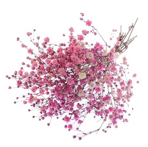 [드라이플라워] 안개꽃-분홍(핑크)